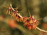 Hamamelis Jelena 2015 02 07 3134